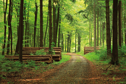 Etwa ein Drittel der Staatsfl&auml;che der Bundesrepublik Deutschland ist mit Wald bedeckt