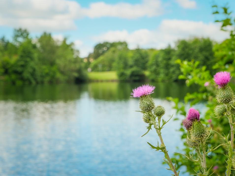 Tonkuhle Frühling Blumen